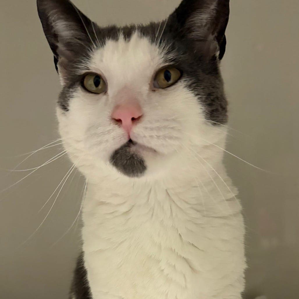 Eggy is a 2½-year-old male domestic shorthair waiting for a family.