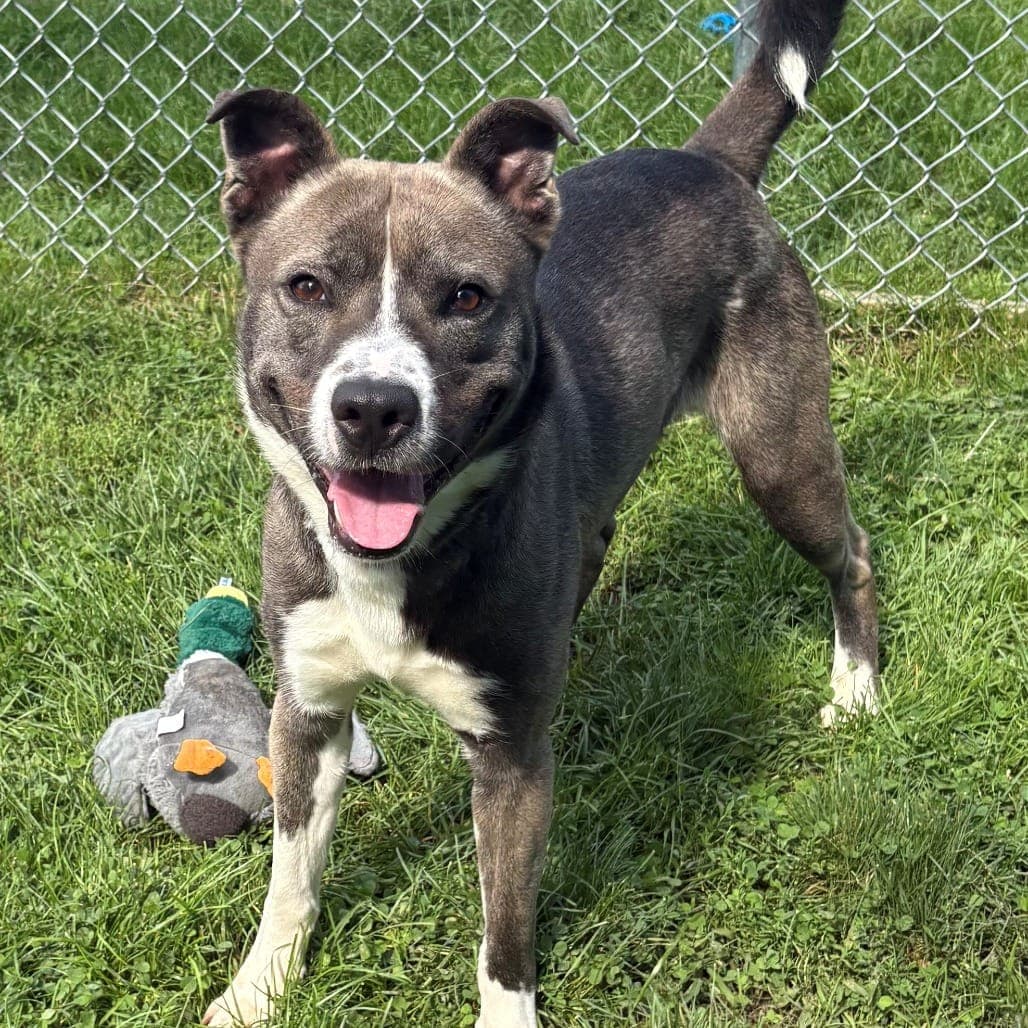 Rowan is a male Siberian Husky and American Pit Bull Terrier mix who is under 2 years old.