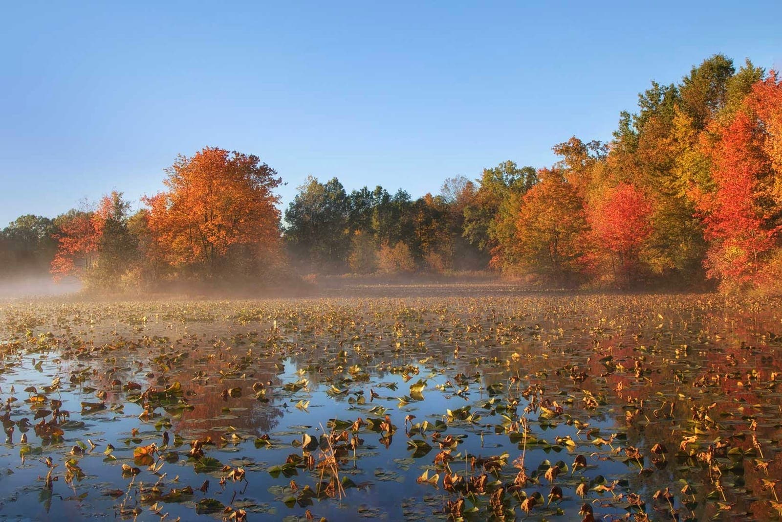 Autumn colors surround a wetland at the Great Swamp National Wildlife Refuge.